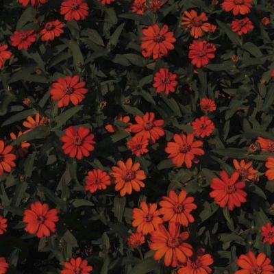 8868体育官方版最新版